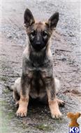 german shepherd puppy posted by Yosemite _Shepherds